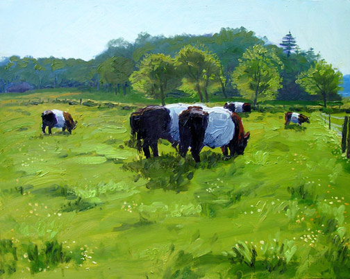 belted galloway cow fall