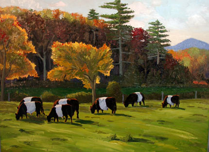 belted galloway cows camden maine