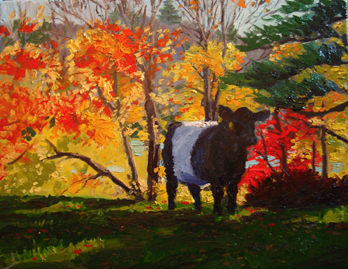 belted galloway cow fall